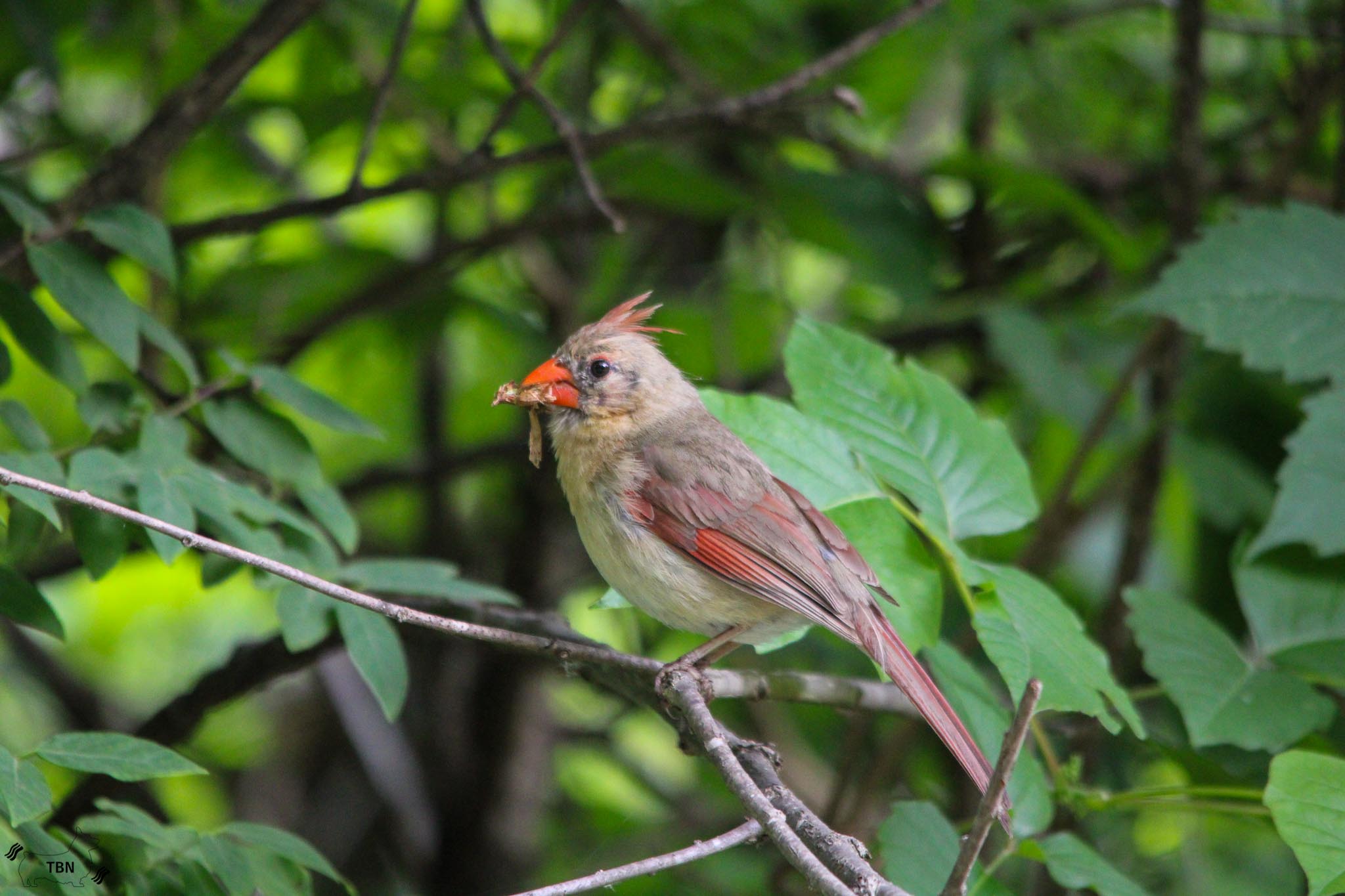 Northern Cardinal